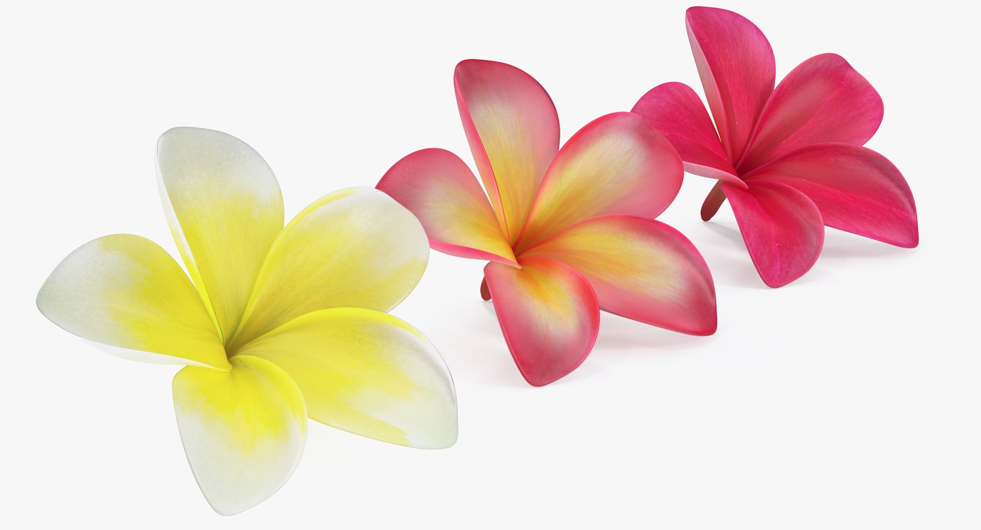 plumeria flower 3D model https://p.turbosquid.com/ts-thumb/Yn/S2Xh1a/IZXw8hf7/plumeriaflowercollectionc4dmodel020/jpg/1509197887/1920x1080/fit_q87/85ab6acf9b8dbafa355430f2056a1bc9fd6dbafe/plumeriaflowercollectionc4dmodel020.jpg