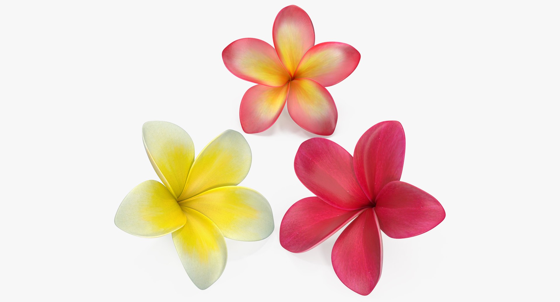 plumeria flower 3D model https://p.turbosquid.com/ts-thumb/Yn/S2Xh1a/M2tfTMNQ/plumeriaflowercollectionc4dmodel018/jpg/1509197887/1920x1080/fit_q87/cf0209ae21d6f6d54b31511ef09934acf9058417/plumeriaflowercollectionc4dmodel018.jpg