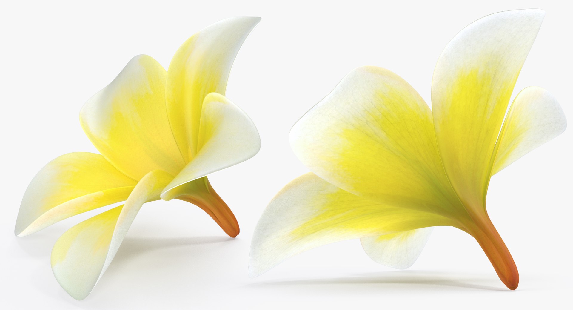 plumeria flower 3D model https://p.turbosquid.com/ts-thumb/Yn/S2Xh1a/O8btRtOH/plumeriaflowercollectionc4dmodel022/jpg/1509197887/1920x1080/fit_q87/d38791394585df3a4e8b8ca5e43211d316b4a7c8/plumeriaflowercollectionc4dmodel022.jpg