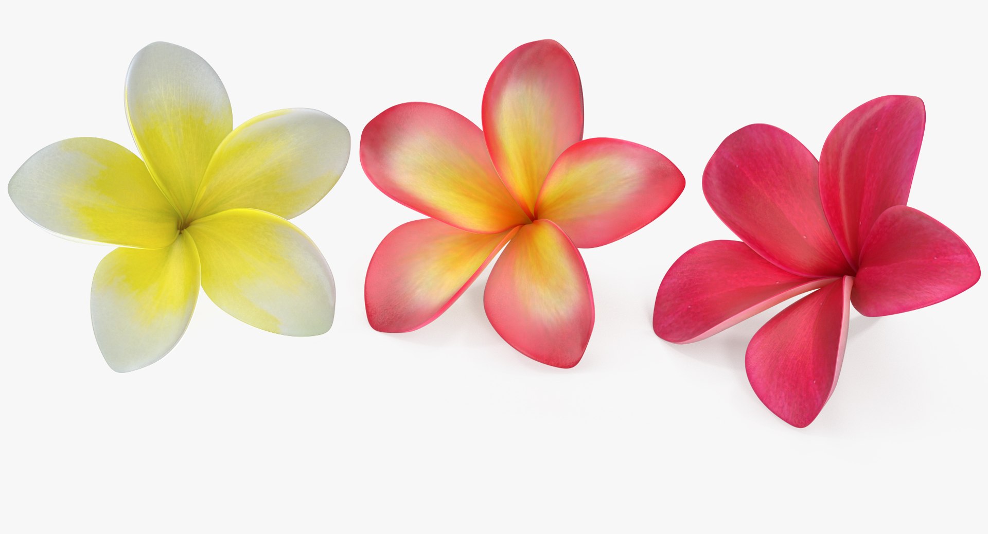 plumeria flower 3D model https://p.turbosquid.com/ts-thumb/Yn/S2Xh1a/VZLh0EUb/plumeriaflowercollectionc4dmodel019/jpg/1509197887/1920x1080/fit_q87/3d9939f62532607097a4e3f50c58a46fb08e4cf3/plumeriaflowercollectionc4dmodel019.jpg