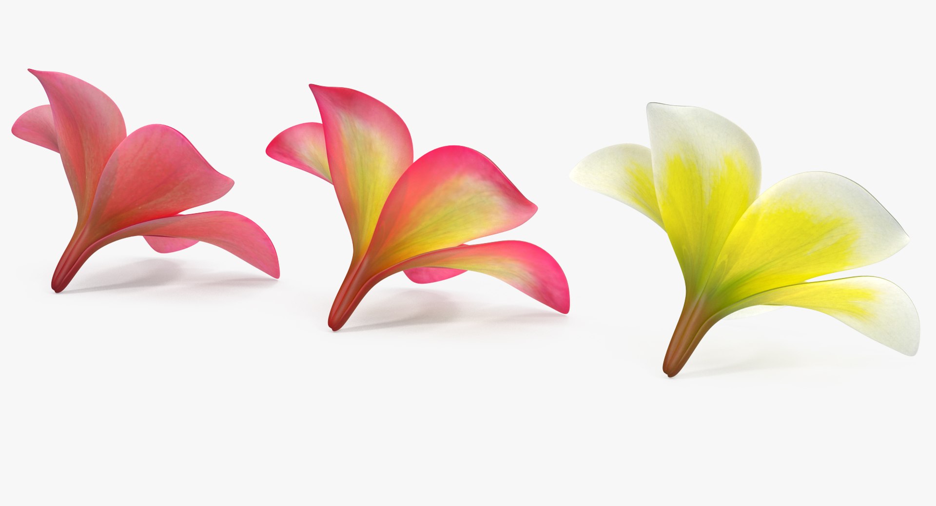 plumeria flower 3D model https://p.turbosquid.com/ts-thumb/Yn/S2Xh1a/vESFIHr2/plumeriaflowercollectionc4dmodel021/jpg/1509197887/1920x1080/fit_q87/dc47eea32ea8850ecffc08b839cdf1dbb7fe8f8d/plumeriaflowercollectionc4dmodel021.jpg