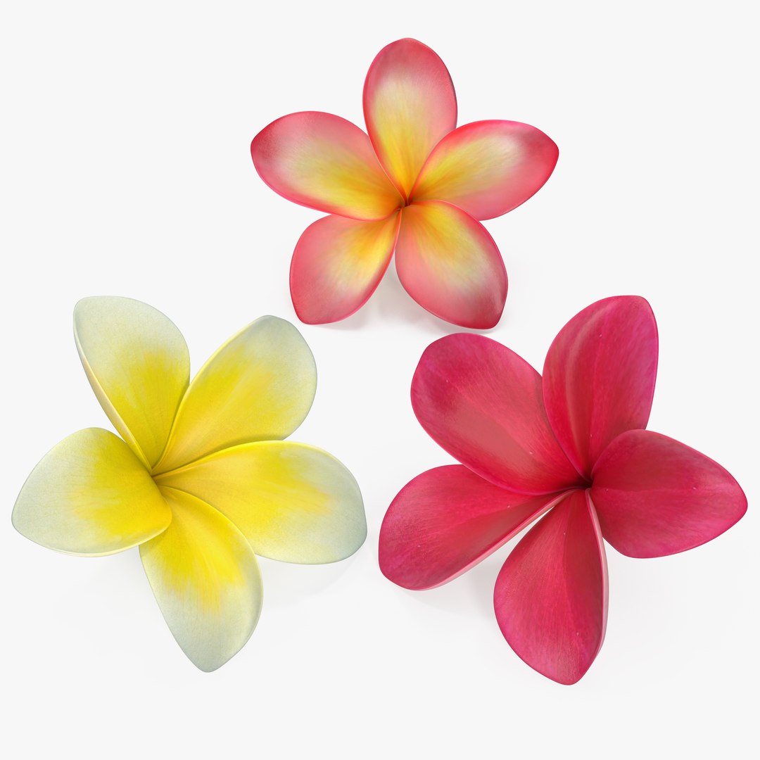 Plumeria Flower Collection 3D model preview