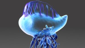 maya physalia oceans blue