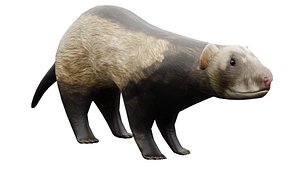 3D LowPolyFerret model