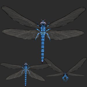 3D Fully rigged low poly Dragon fly