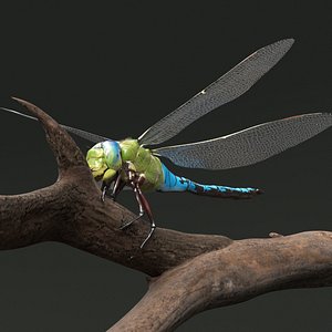 Dragonfly Fur Set Animated Rigged For Maya