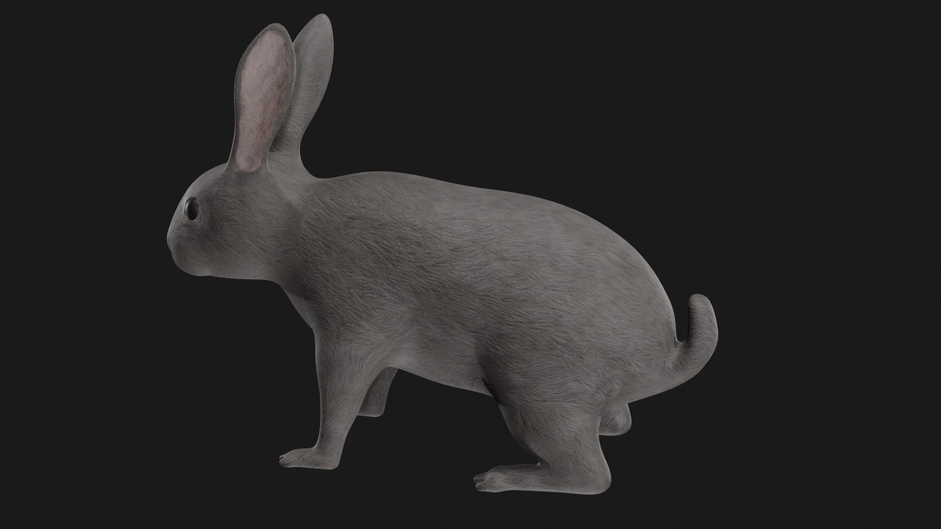 3D Realistic Rigged Rabbit - TurboSquid 1669524