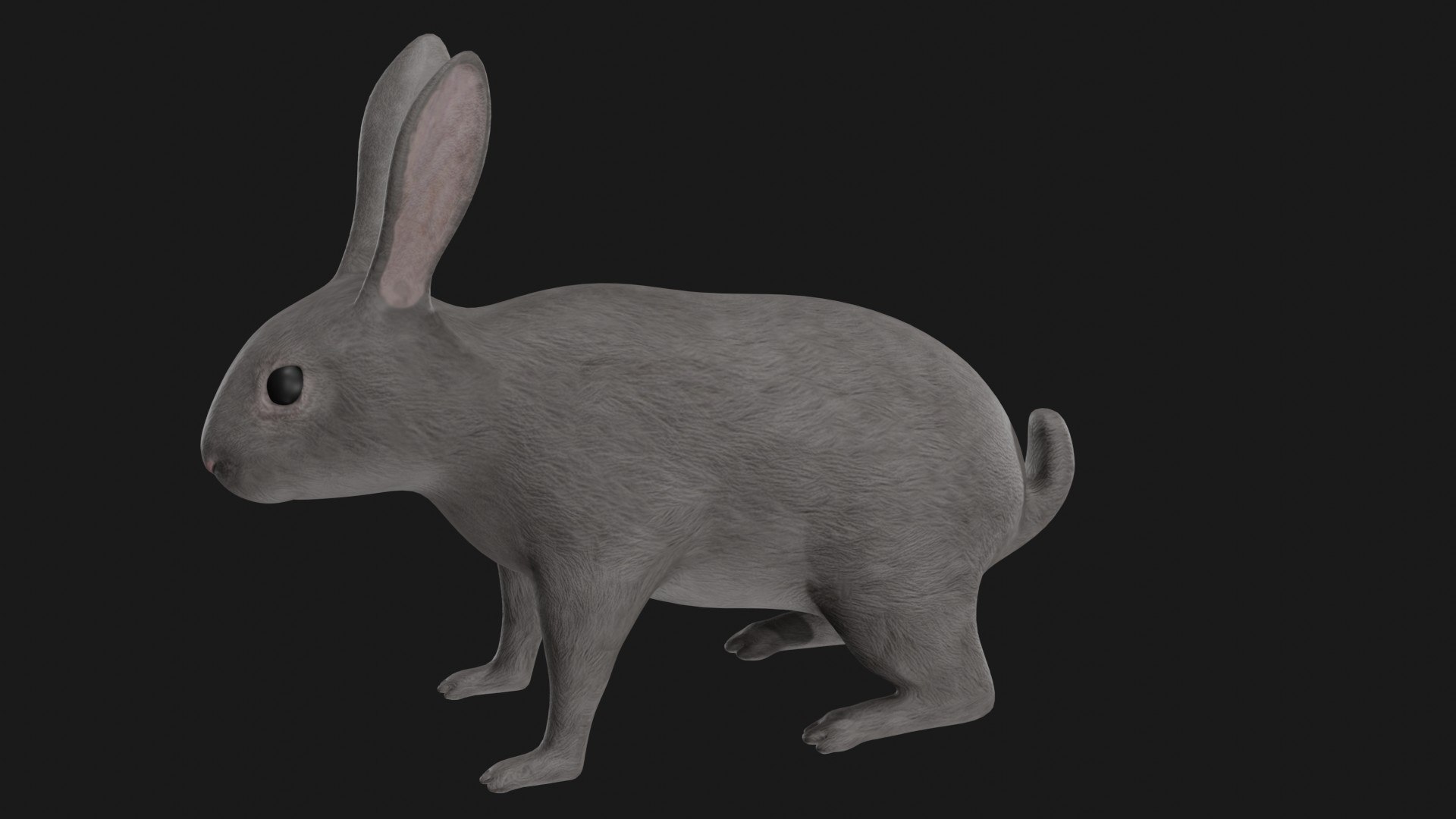 3D Realistic Rigged Rabbit - TurboSquid 1669524