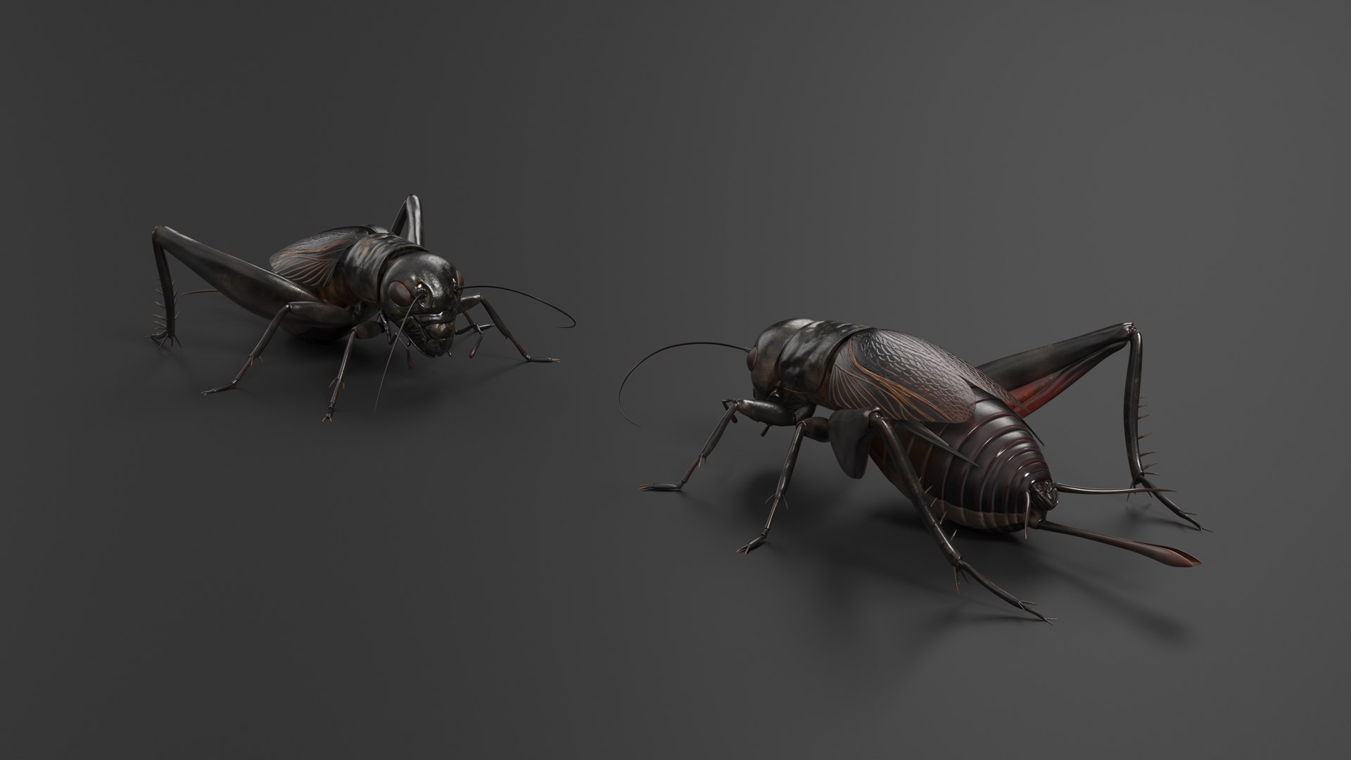 3D Field Cricket Standart Pose https://p.turbosquid.com/ts-thumb/Yo/187TIU/6m/fieldcricketstandartposevray3dmodel005/jpg/1719646024/1920x1080/fit_q87/e901602f7042e3de2a99061506f5c38641c3d217/fieldcricketstandartposevray3dmodel005.jpg