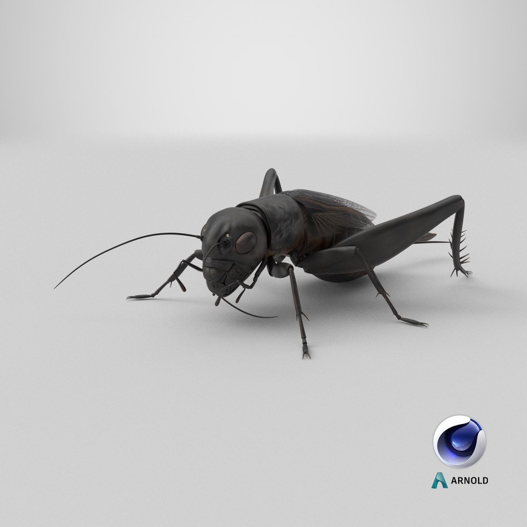 3D Field Cricket Standart Pose https://p.turbosquid.com/ts-thumb/Yo/187TIU/Xb/stemcell_cinema_4d_arnold_render/png/1721149654/1920x1080/fit_q87/a0ba07d0430556f5ae97ffa71343e2f65925251a/stemcell_cinema_4d_arnold_render.jpg