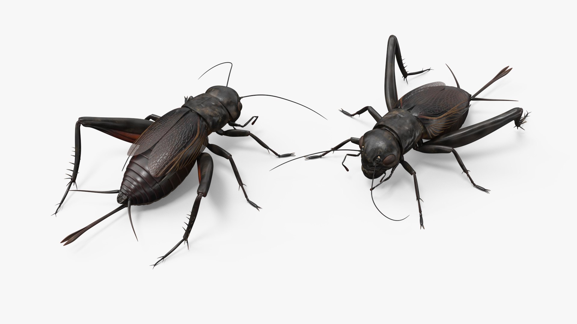 3D Field Cricket Standart Pose https://p.turbosquid.com/ts-thumb/Yo/187TIU/cj/fieldcricketstandartposevray3dmodel006/jpg/1719646028/1920x1080/fit_q87/54b388a9e1b666dafaaa27ccb4df9df6399685d8/fieldcricketstandartposevray3dmodel006.jpg