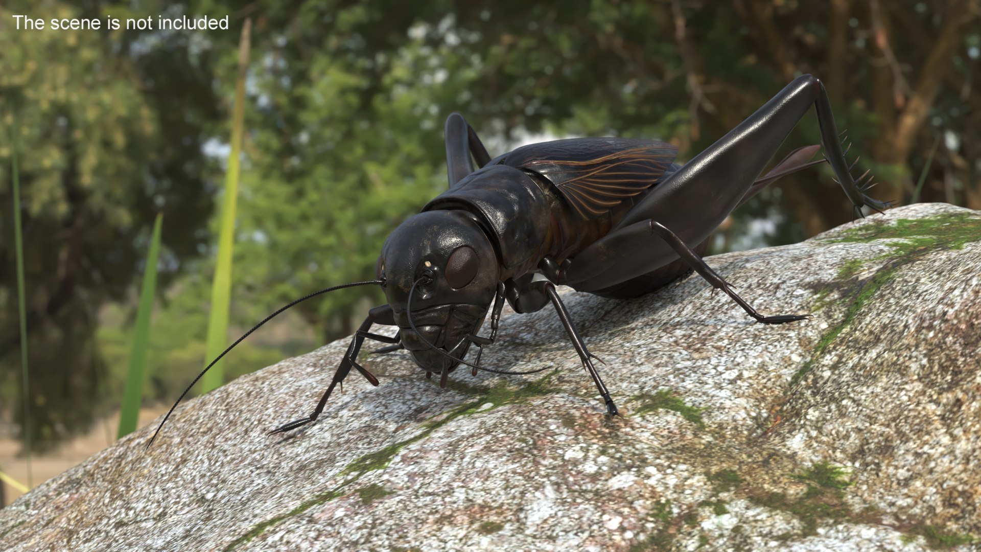 3D Field Cricket Standart Pose - TurboSquid 2248588