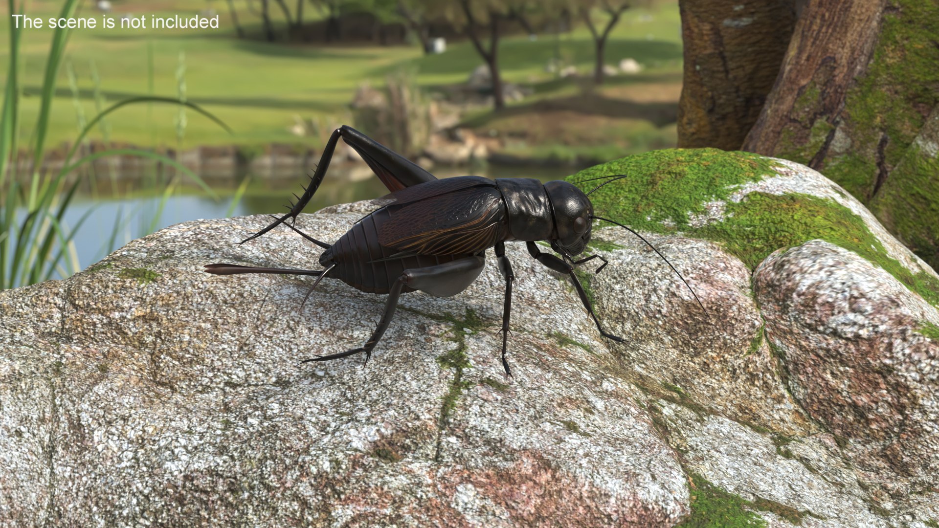 3D Field Cricket Standart Pose https://p.turbosquid.com/ts-thumb/Yo/187TIU/u0/fieldcricketstandartposevray3dmodel002/jpg/1719646010/1920x1080/fit_q87/88275aa0a359316f38327e81e0b1b15b9405237b/fieldcricketstandartposevray3dmodel002.jpg