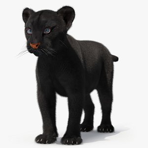 Black Panther Cub Standing Pose with Fur model