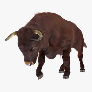 bull attacking pose fur 3D model
