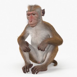 Sitting Macaque Light Brown Fur 3D model