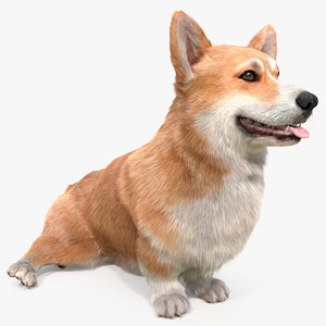 Pembroke Welsh Corgi Dog Sitting Pose Fur for Maya
