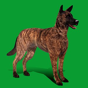 Dutch Shepherd Dog