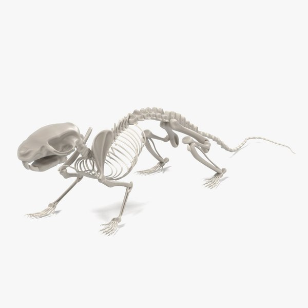 toad skeleton 3d model