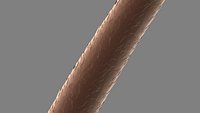 Detailed Hair Strand