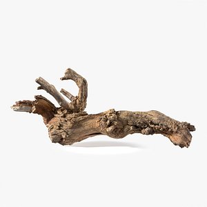 3D Grapevine Bark 3D Scanned 03 StemCell