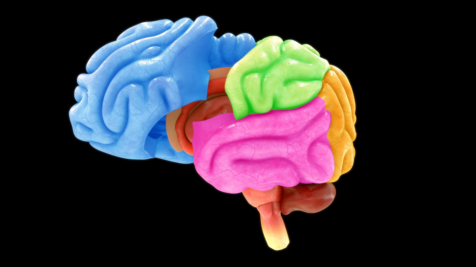3D model human brain lobes https://p.turbosquid.com/ts-thumb/Yo/neVhkt/6Q/z0109_brainlobes_1_0005/jpg/1707992956/1920x1080/fit_q87/f8c551ff625b41f8daf40627fdcd3978c05ad0b5/z0109_brainlobes_1_0005.jpg