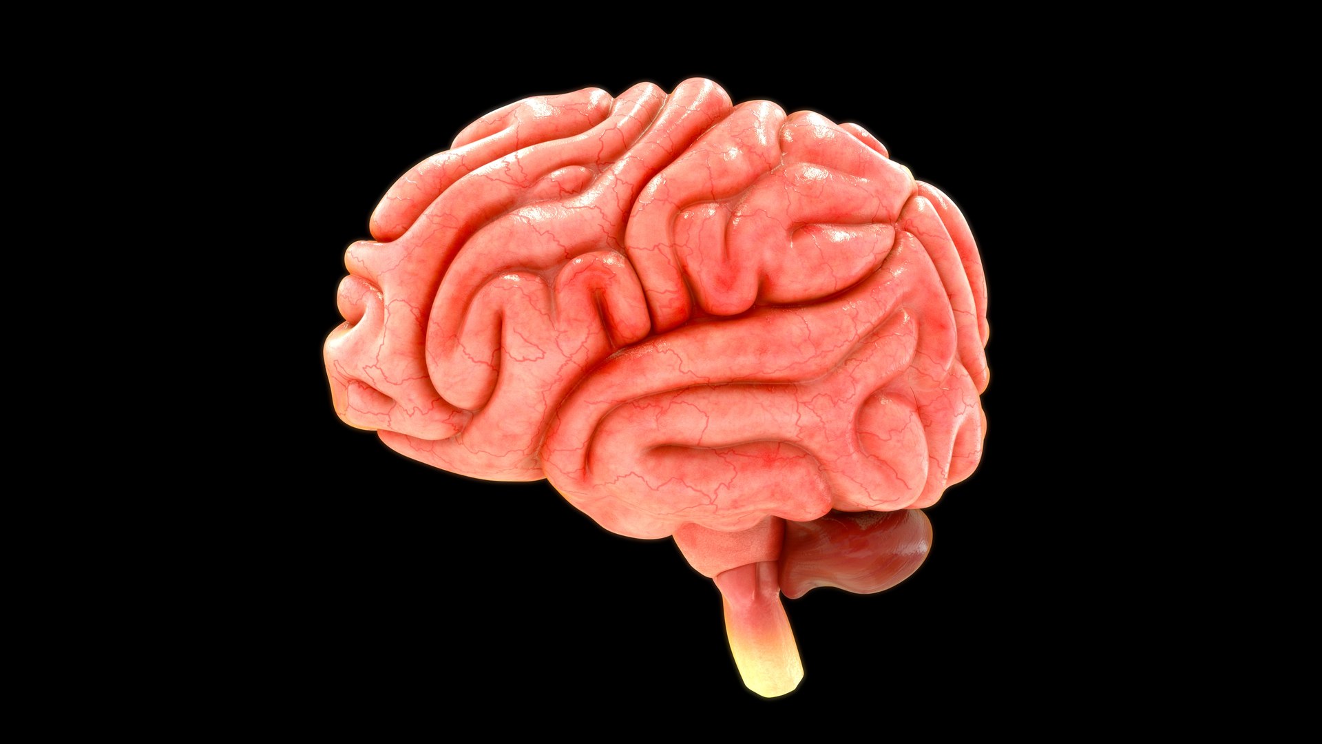 3D model human brain lobes https://p.turbosquid.com/ts-thumb/Yo/neVhkt/BN/z0109_brainlobes_0001/jpg/1707992943/1920x1080/fit_q87/e8b2fd7f7d006a9869329ac5ea2ed4276a618dd5/z0109_brainlobes_0001.jpg