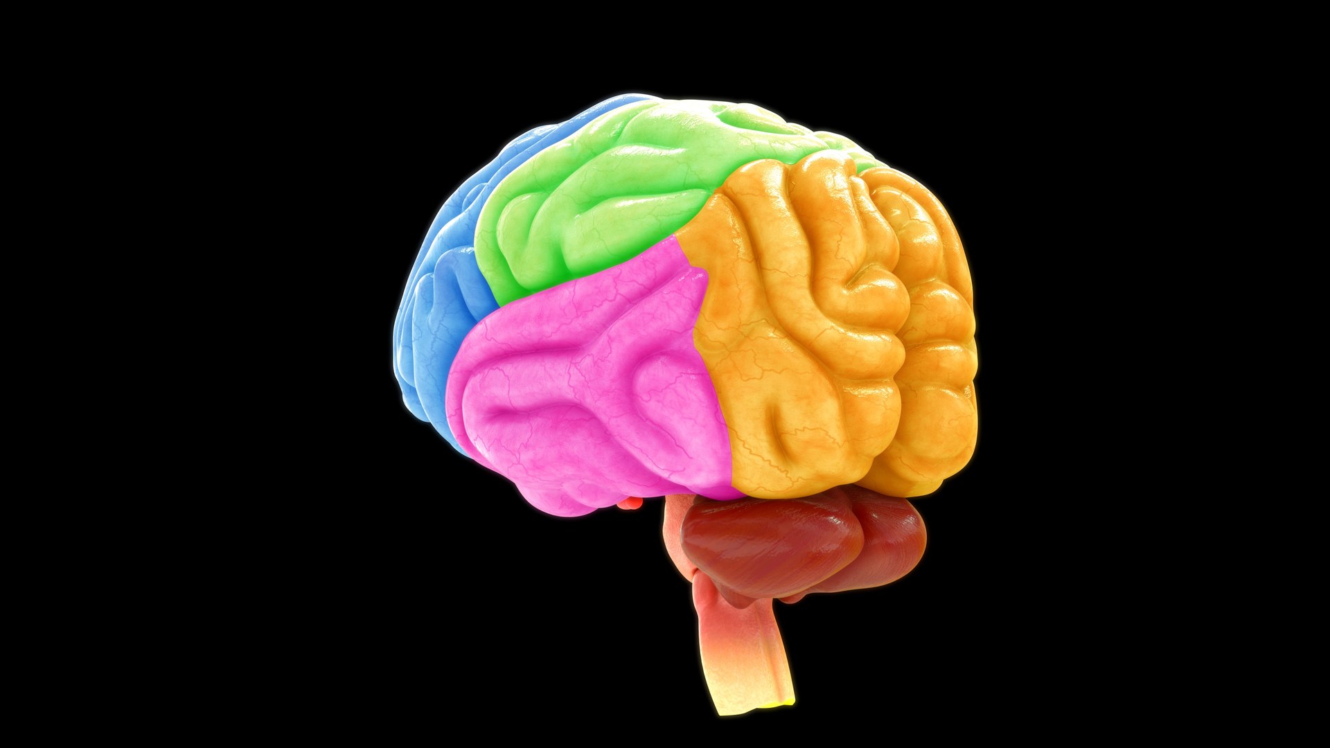 3D model human brain lobes https://p.turbosquid.com/ts-thumb/Yo/neVhkt/Fz/z0109_brainlobes_1_0003/jpg/1707992950/1920x1080/fit_q87/d1928c8dfec31840a9456ae8db4965ac56db7b5a/z0109_brainlobes_1_0003.jpg
