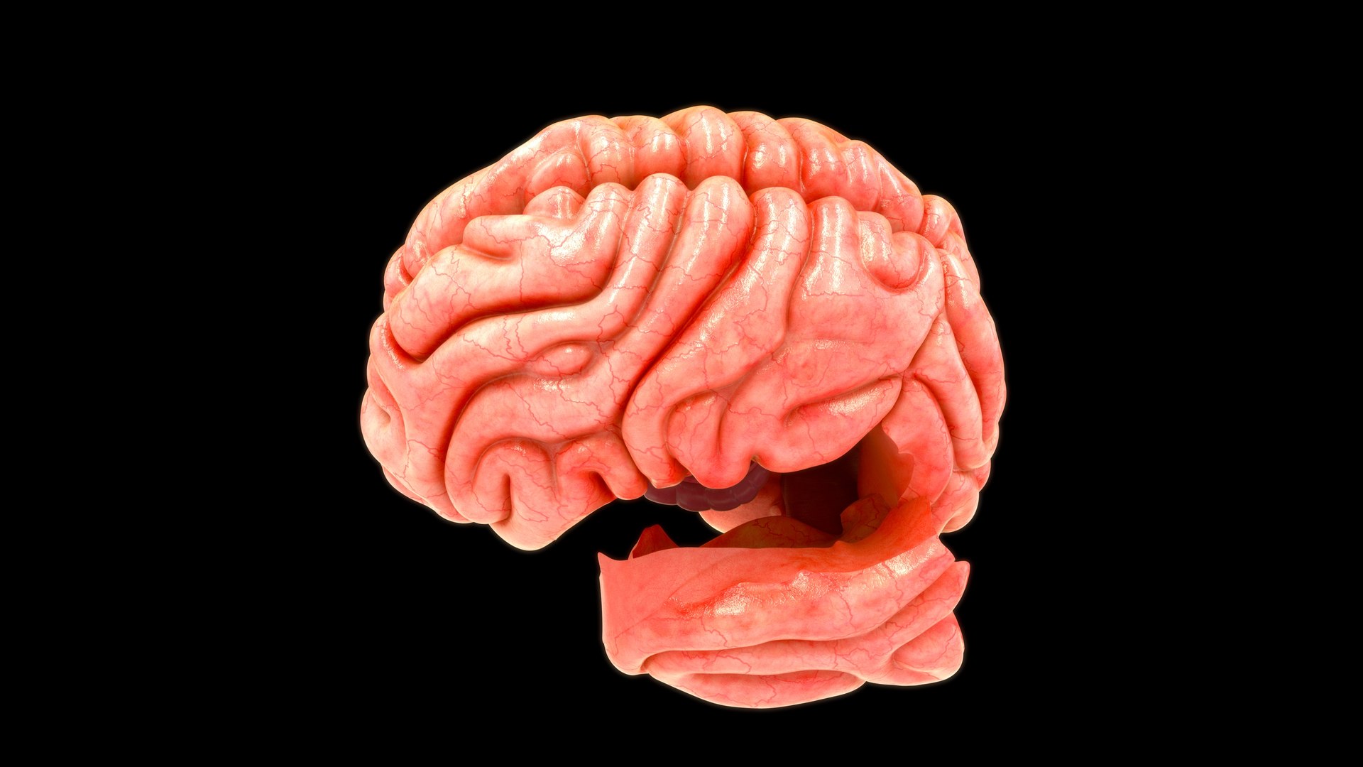 3D model human brain lobes https://p.turbosquid.com/ts-thumb/Yo/neVhkt/Jt/z0109_brainlobes_0008/jpg/1707992978/1920x1080/fit_q87/22623746c295b1180a2d5751f7c28b1c35d1dfad/z0109_brainlobes_0008.jpg