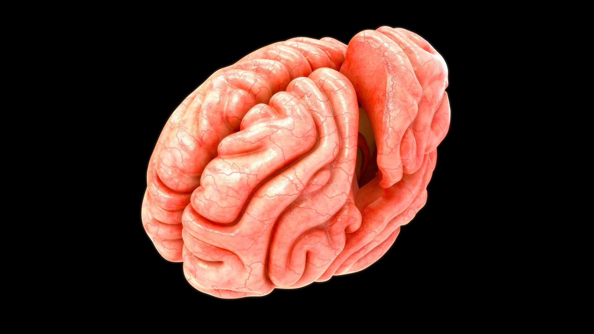 3D model human brain lobes https://p.turbosquid.com/ts-thumb/Yo/neVhkt/Nj/z0109_brainlobes_0006/jpg/1707992982/1920x1080/fit_q87/58beb73ccbfcb425473a2abfd203aad49e4f8d00/z0109_brainlobes_0006.jpg