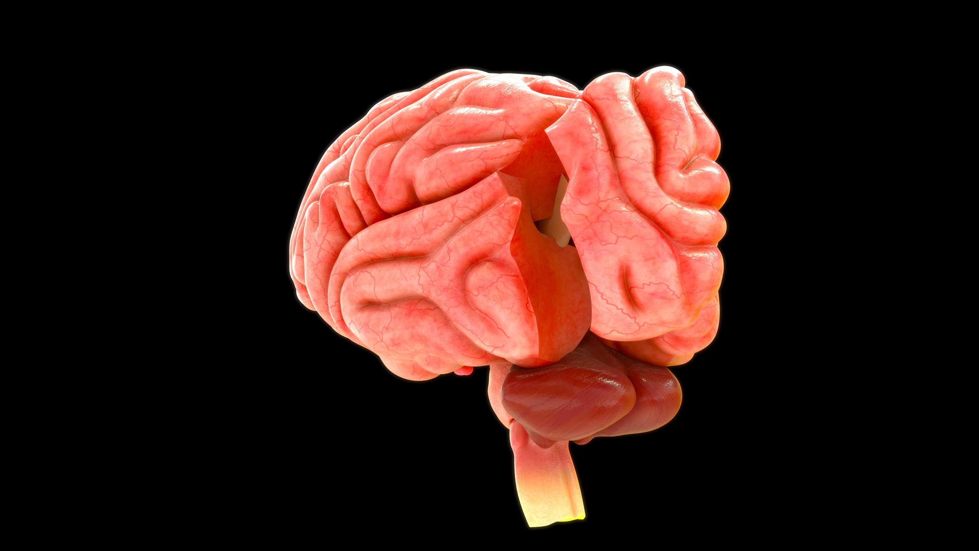 3D model human brain lobes https://p.turbosquid.com/ts-thumb/Yo/neVhkt/fL/z0109_brainlobes_0007/jpg/1707992977/1920x1080/fit_q87/ce8a4c984af3e09ddb6e823f33fe07365c757d4b/z0109_brainlobes_0007.jpg