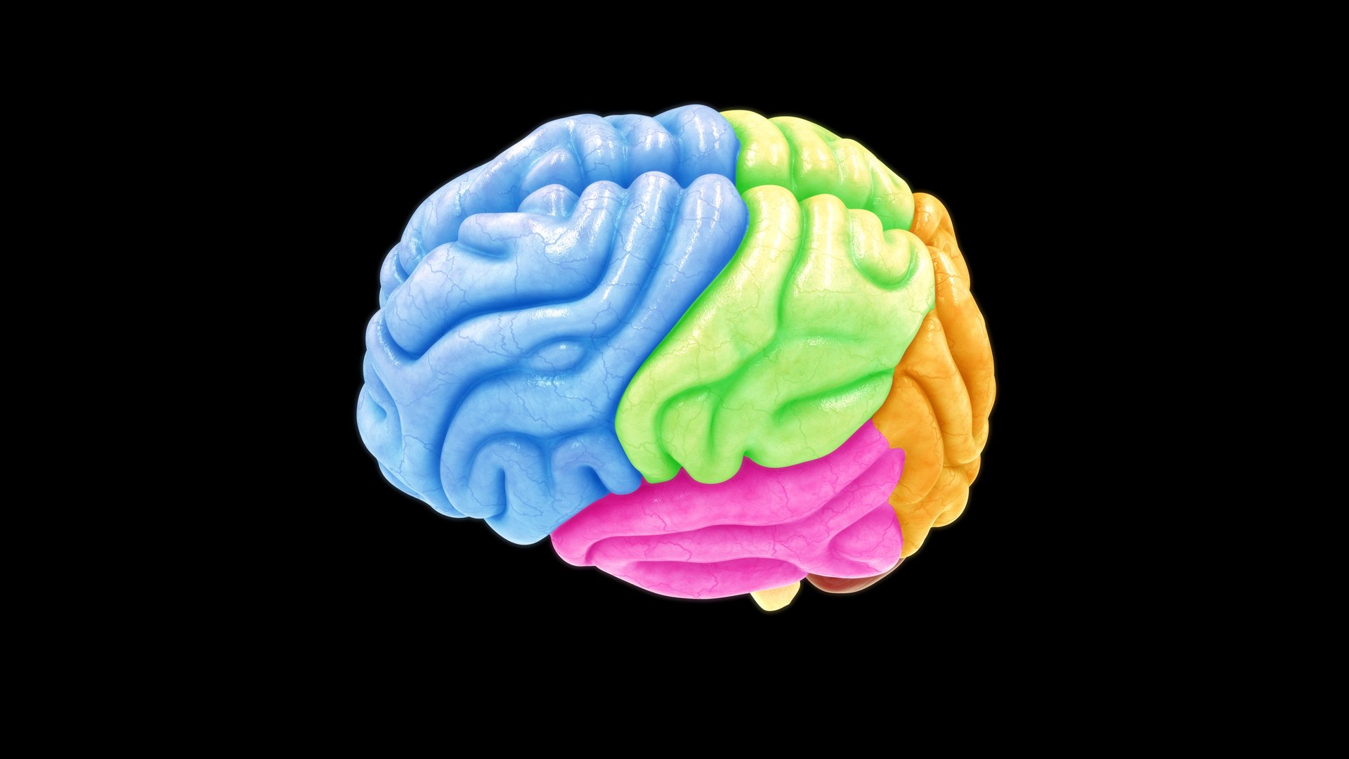 3D model human brain lobes https://p.turbosquid.com/ts-thumb/Yo/neVhkt/fQ/z0109_brainlobes_1_0004/jpg/1707992952/1920x1080/fit_q87/a4d6ffab0758720a70f61e8fb064fad5b623ad09/z0109_brainlobes_1_0004.jpg