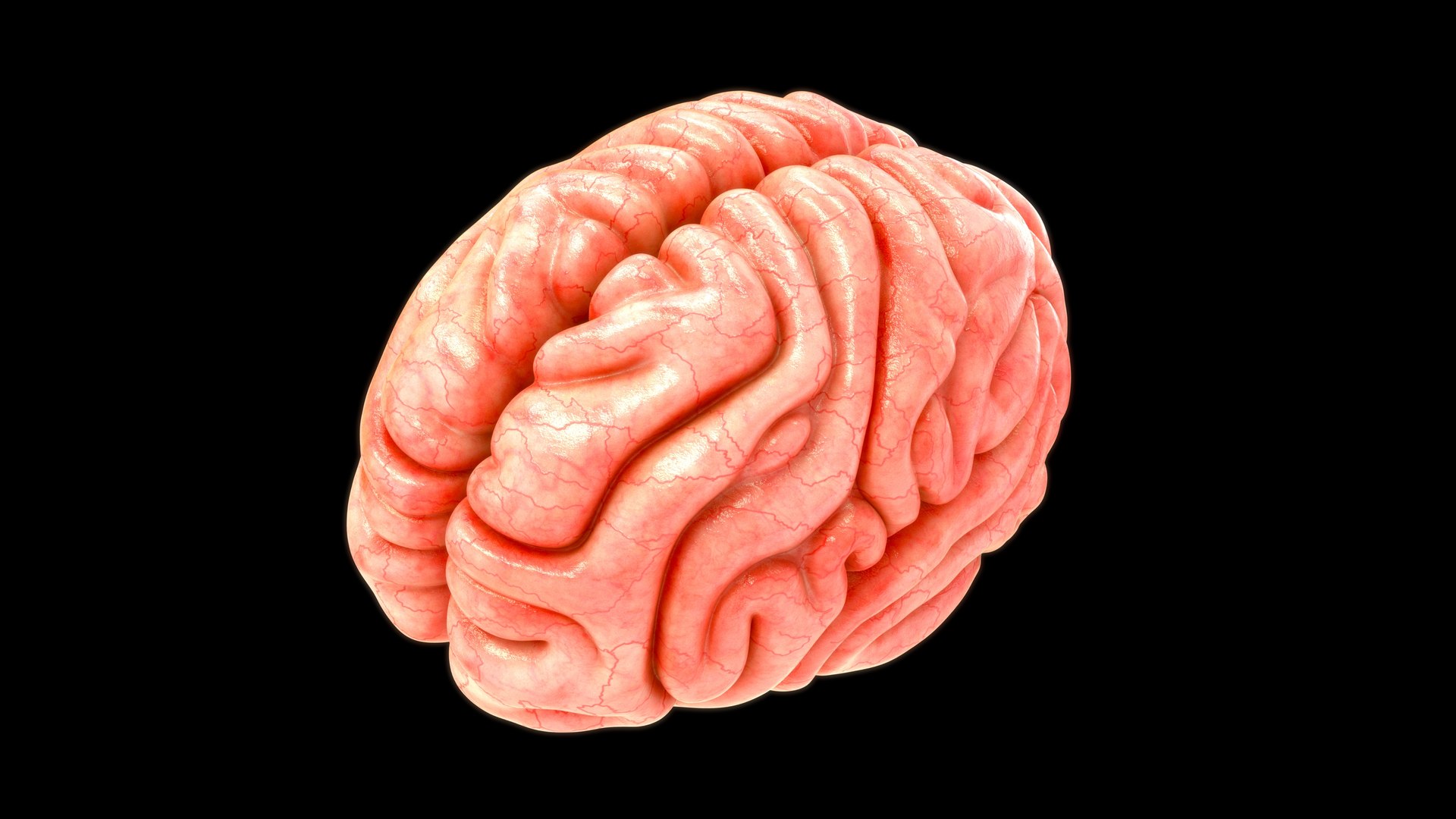 3D model human brain lobes https://p.turbosquid.com/ts-thumb/Yo/neVhkt/k6/z0109_brainlobes_0002/jpg/1707992963/1920x1080/fit_q87/612a8b02360b7f5db34f5c0d58bae3c29d938f2b/z0109_brainlobes_0002.jpg
