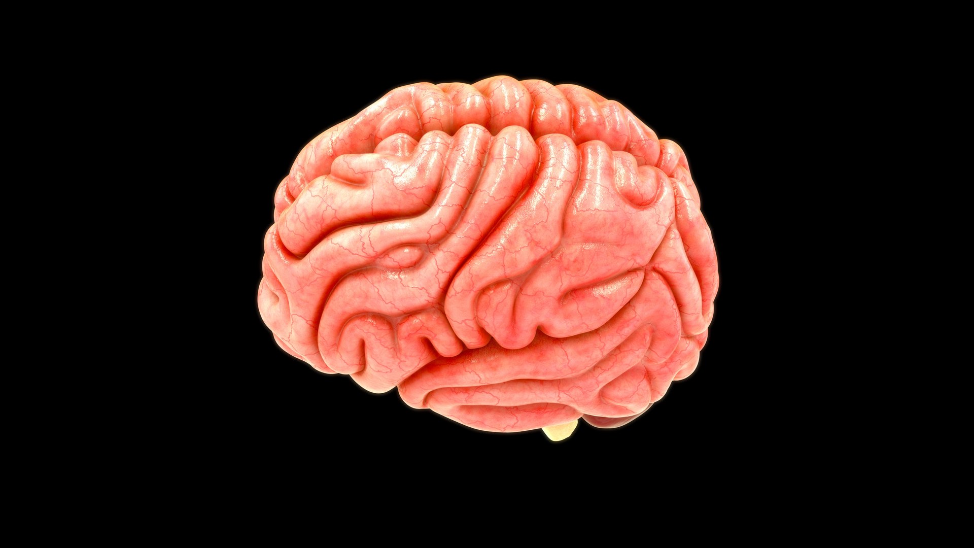3D model human brain lobes https://p.turbosquid.com/ts-thumb/Yo/neVhkt/sI/z0109_brainlobes_0004/jpg/1707992969/1920x1080/fit_q87/2684c6f5b4a0d3c5148c194ec86648112868e734/z0109_brainlobes_0004.jpg