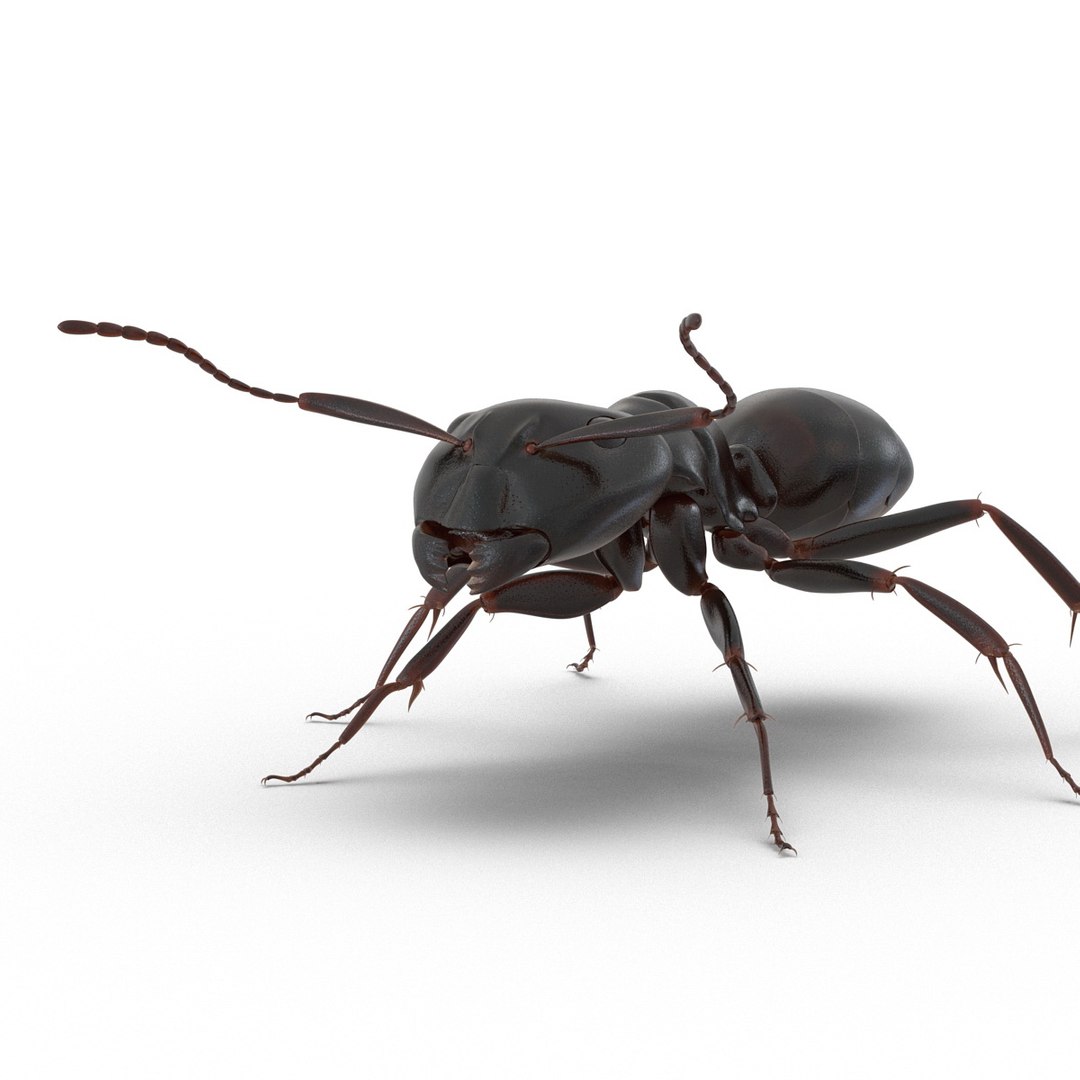 3d model black ant rigged https://p.turbosquid.com/ts-thumb/Yo/oLoyxW/1KoQ649x/blackantriggedmaya3dmodel22/jpg/1478360710/1920x1080/fit_q87/4aac34d52322b90d1951861d4efad12b074fa886/blackantriggedmaya3dmodel22.jpg