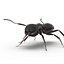 Black Ant Rigged for Maya