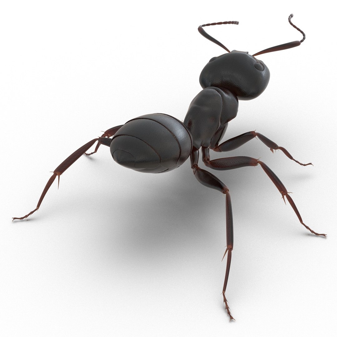 3d model black ant rigged https://p.turbosquid.com/ts-thumb/Yo/oLoyxW/221XdgdQ/blackantriggedmaya3dmodel18/jpg/1478360709/1920x1080/fit_q87/bf1a8024cfae5b7dbcb3c106187cf40c2977685d/blackantriggedmaya3dmodel18.jpg