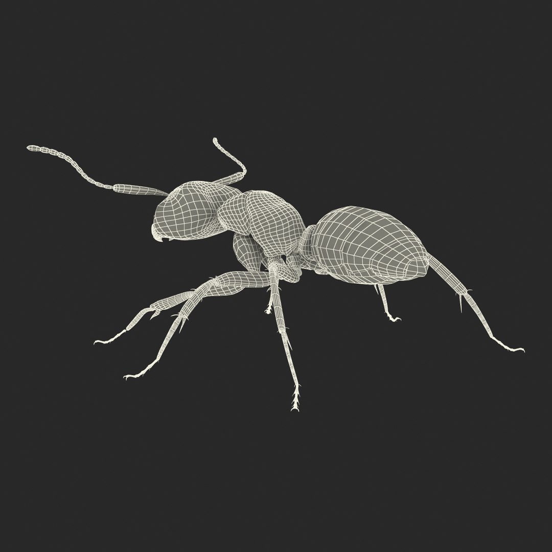 3d model black ant rigged https://p.turbosquid.com/ts-thumb/Yo/oLoyxW/5AYKnOYN/blackantriggedmaya3dmodel43/jpg/1478360710/1920x1080/fit_q87/f4dc2dc4745b438e0db9f834664bc05dae7ca13c/blackantriggedmaya3dmodel43.jpg