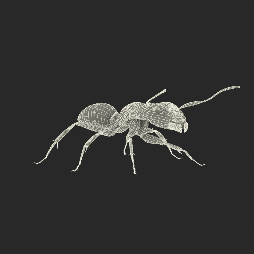 3d model black ant rigged https://p.turbosquid.com/ts-thumb/Yo/oLoyxW/CCrUcRyR/black_ant_rigged_361/jpg/1478360751/1920x1080/turn_fit_q99/1f3d195399615e2caa7680d9582c8e40137dc6ed/black_ant_rigged_361-1.jpg