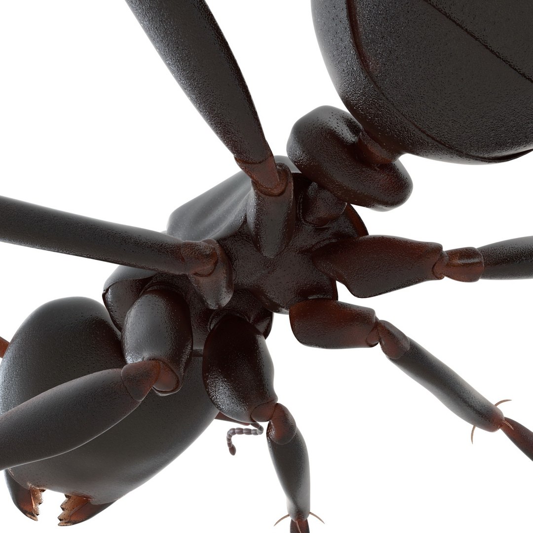 3d model black ant rigged https://p.turbosquid.com/ts-thumb/Yo/oLoyxW/FJ1SuWji/blackantriggedmaya3dmodel30/jpg/1478360710/1920x1080/fit_q87/03e6491770bb092b9e4cdf099dfbd8836579b44d/blackantriggedmaya3dmodel30.jpg