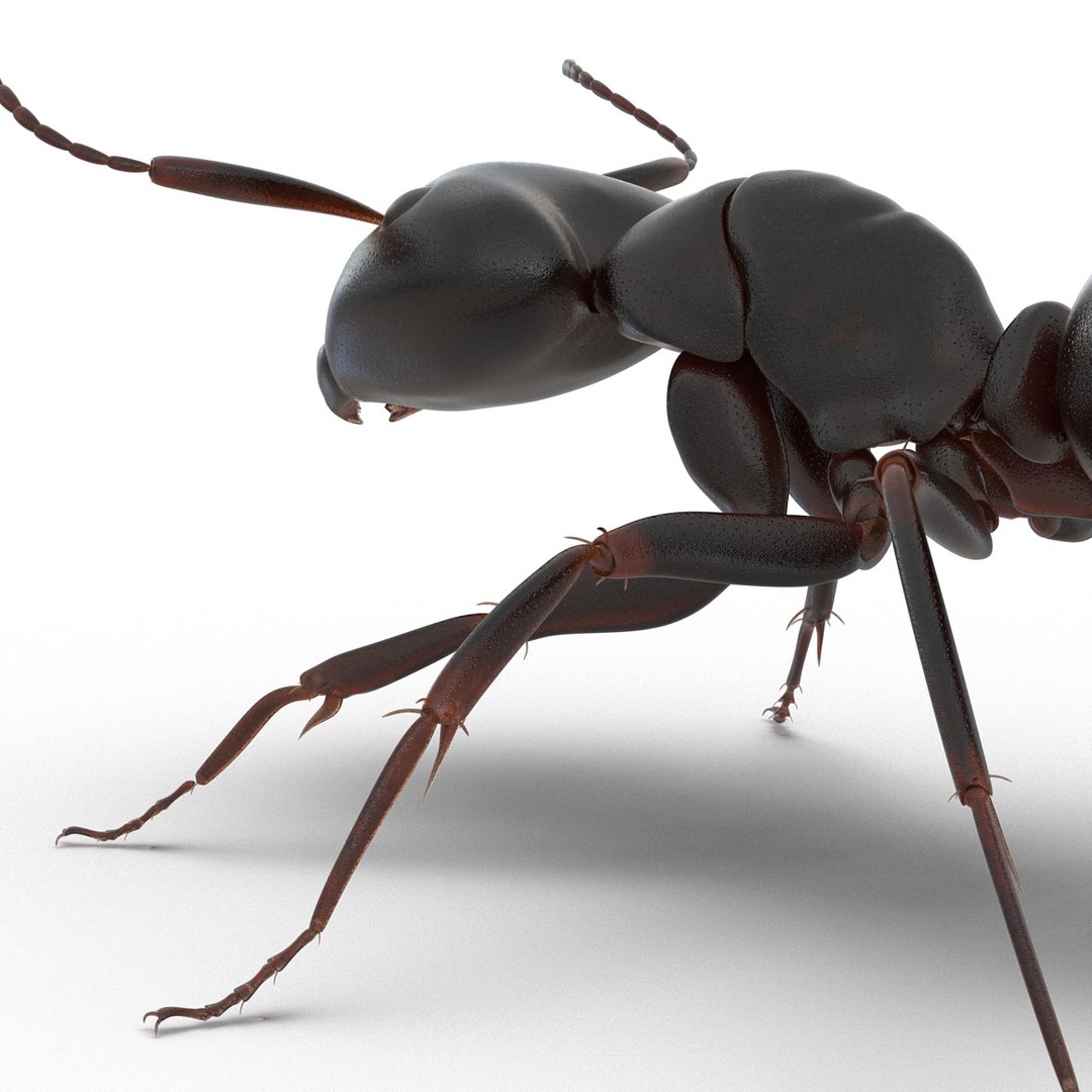 3d model black ant rigged https://p.turbosquid.com/ts-thumb/Yo/oLoyxW/Fu5etNHD/blackantriggedmaya3dmodel24/jpg/1478360710/1920x1080/fit_q87/efdfeddb74c3c94916d30fd7b5680502bbb84676/blackantriggedmaya3dmodel24.jpg