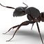 Black Ant Rigged for Maya