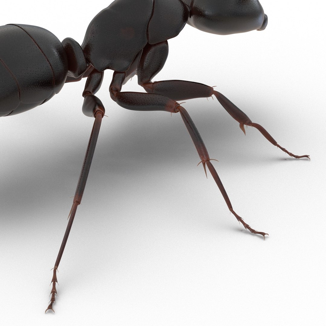 3d model black ant rigged https://p.turbosquid.com/ts-thumb/Yo/oLoyxW/TgJU3QGh/blackantriggedmaya3dmodel28/jpg/1478360710/1920x1080/fit_q87/be1c451d1355c3537d7f79d8f87161fd56db7934/blackantriggedmaya3dmodel28.jpg