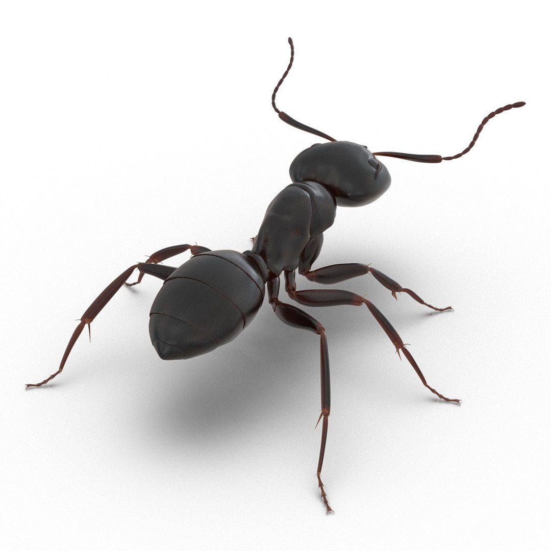 3d model black ant rigged https://p.turbosquid.com/ts-thumb/Yo/oLoyxW/ZNqseo5z/blackantriggedmaya3dmodel06/jpg/1478360709/1920x1080/fit_q87/e1fcfcfd2a2480edd83df74318cf5ed6a8947b6b/blackantriggedmaya3dmodel06.jpg