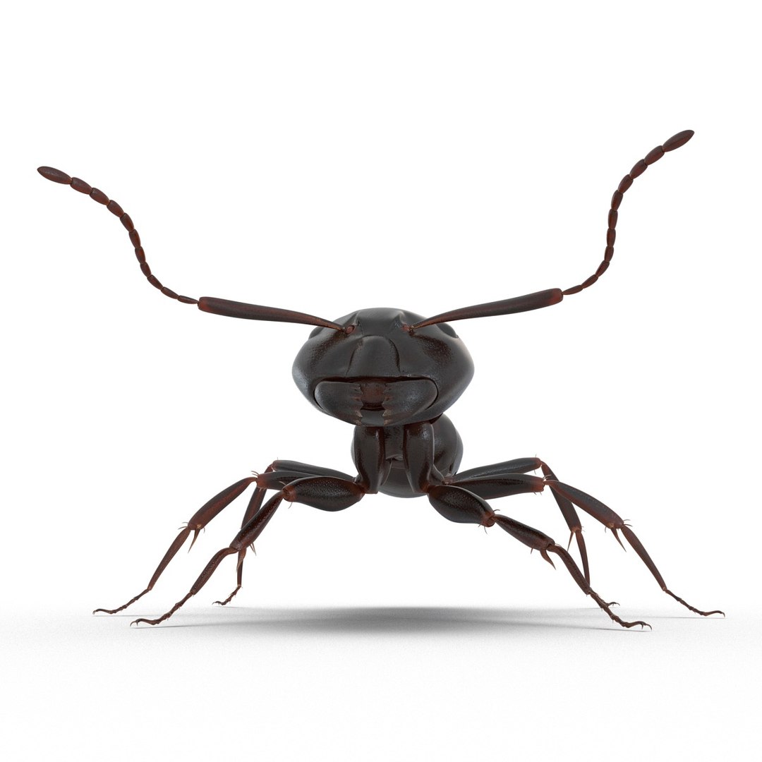 3d model black ant rigged https://p.turbosquid.com/ts-thumb/Yo/oLoyxW/c1RZzLFa/blackantriggedmaya3dmodel13/jpg/1478360709/1920x1080/fit_q87/5365c7061c34662523e90c020fa0397922731e9c/blackantriggedmaya3dmodel13.jpg