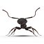 Black Ant Rigged for Maya