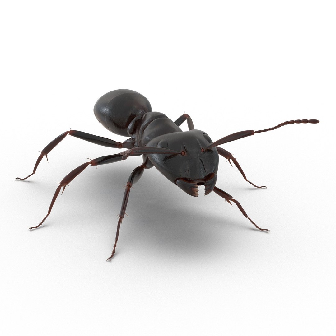3d model black ant rigged https://p.turbosquid.com/ts-thumb/Yo/oLoyxW/diHAHIlg/blackantriggedmaya3dmodel02/jpg/1478360709/1920x1080/fit_q87/3f0b21da8ac25e5bd78802a36c29f90b849a7e0c/blackantriggedmaya3dmodel02.jpg