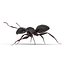 Black Ant Rigged for Maya