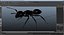 Black Ant Rigged for Maya