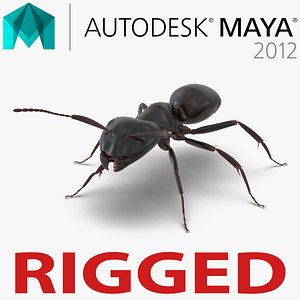 3d model black ant rigged